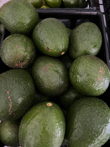 Avocado - Guatemalan Seedling (Sep-Dec)