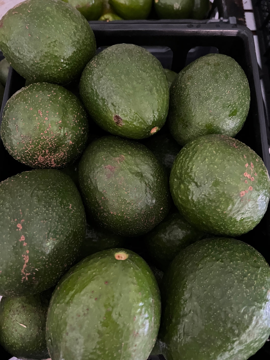 Avocado - Guatemalan Seedling (Sep-Dec)