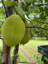 Load image into Gallery viewer, Jackfruit - Crunchy