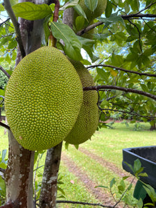 Jackfruit - Crunchy