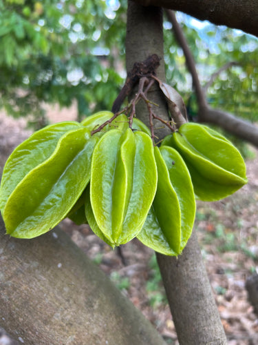 Star Fruit - Green Kari (Aug & Dec)