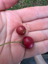Load image into Gallery viewer, Strawberry Cotton Candy Berry