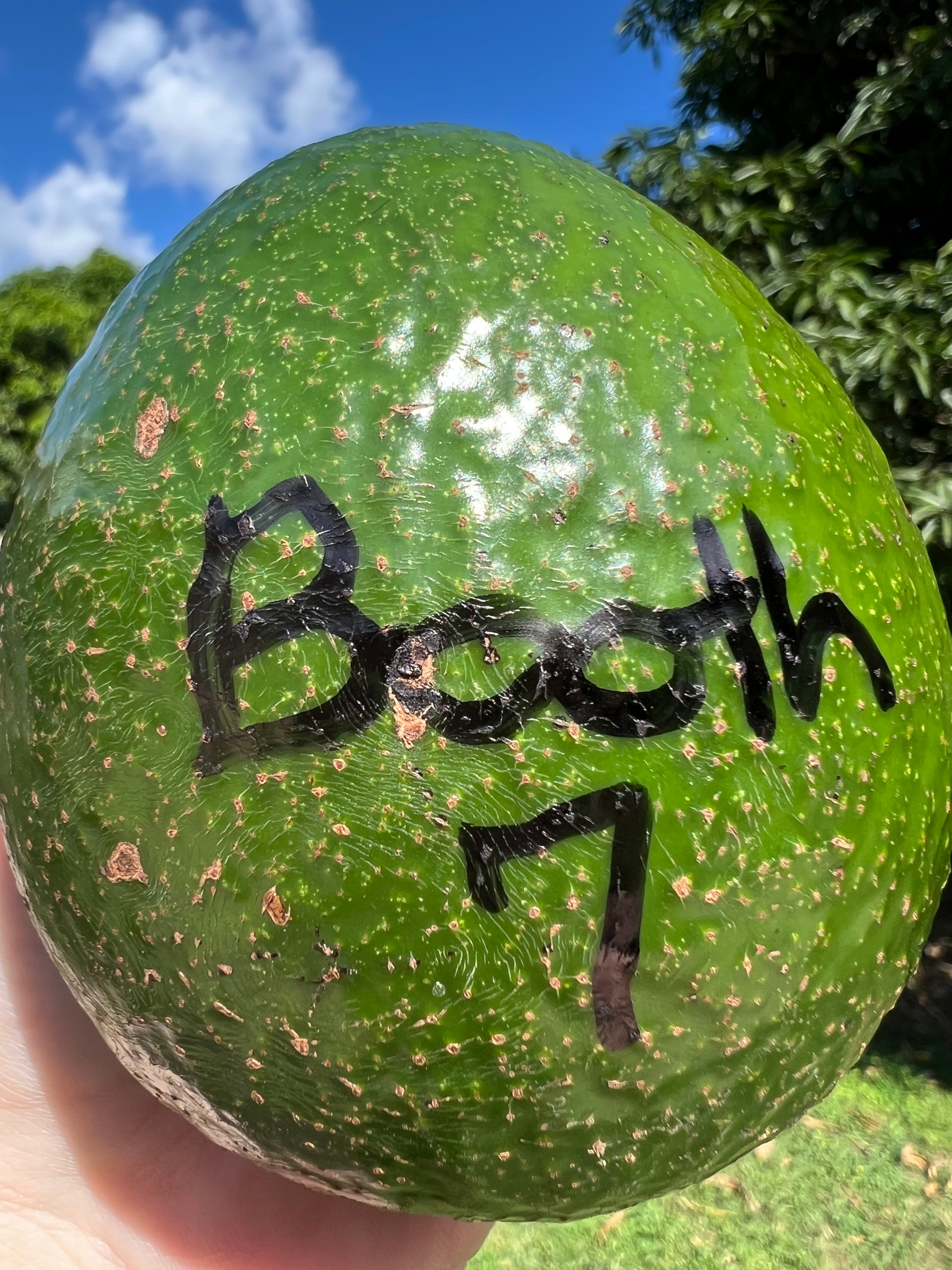 Abokado Zutano Avocado – Landz.us
