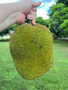 Jackfruit - Mushy