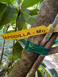 Sapodilla - Morena