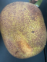 Load image into Gallery viewer, Jackfruit - Crunchy