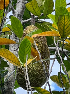 Jackfruit - Crunchy