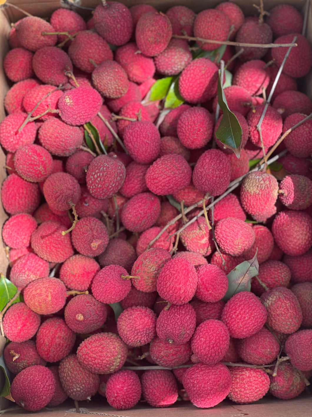 Lychee - Brewster (Jun)