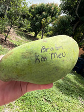 Load image into Gallery viewer, Mango - PREMIUM MANGO MIXED BOX (PRE-SALE)