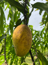 Load image into Gallery viewer, Mango - LEMON ZEST