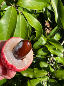 Lychee - Brewster (Jun)