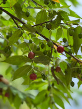 Load image into Gallery viewer, Strawberry Cotton Candy Berry