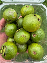 Load image into Gallery viewer, Guava - Lemon