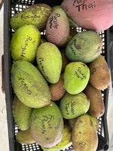 Load image into Gallery viewer, Mango - PREMIUM MANGO MIXED BOX (PRE-SALE)