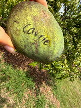 Load image into Gallery viewer, Mango - CARRIE