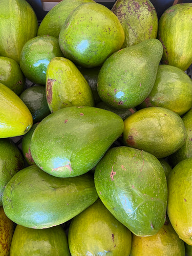 Avocado - West Indian Seedling (Jun-Sep)