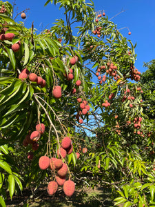 Lychee - Mauritius (May-Jun)