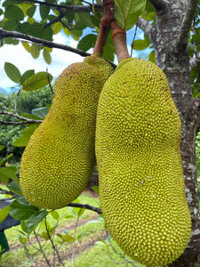 Jackfruit - Crunchy