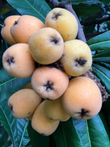 Loquat - Golden Nugget