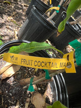 Load image into Gallery viewer, Mango - FRUIT COCKTAIL