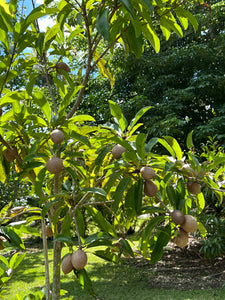 Sapodilla - Makok