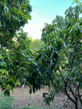 Load image into Gallery viewer, Mango - PREMIUM MANGO MIXED BOX (PRE-SALE)