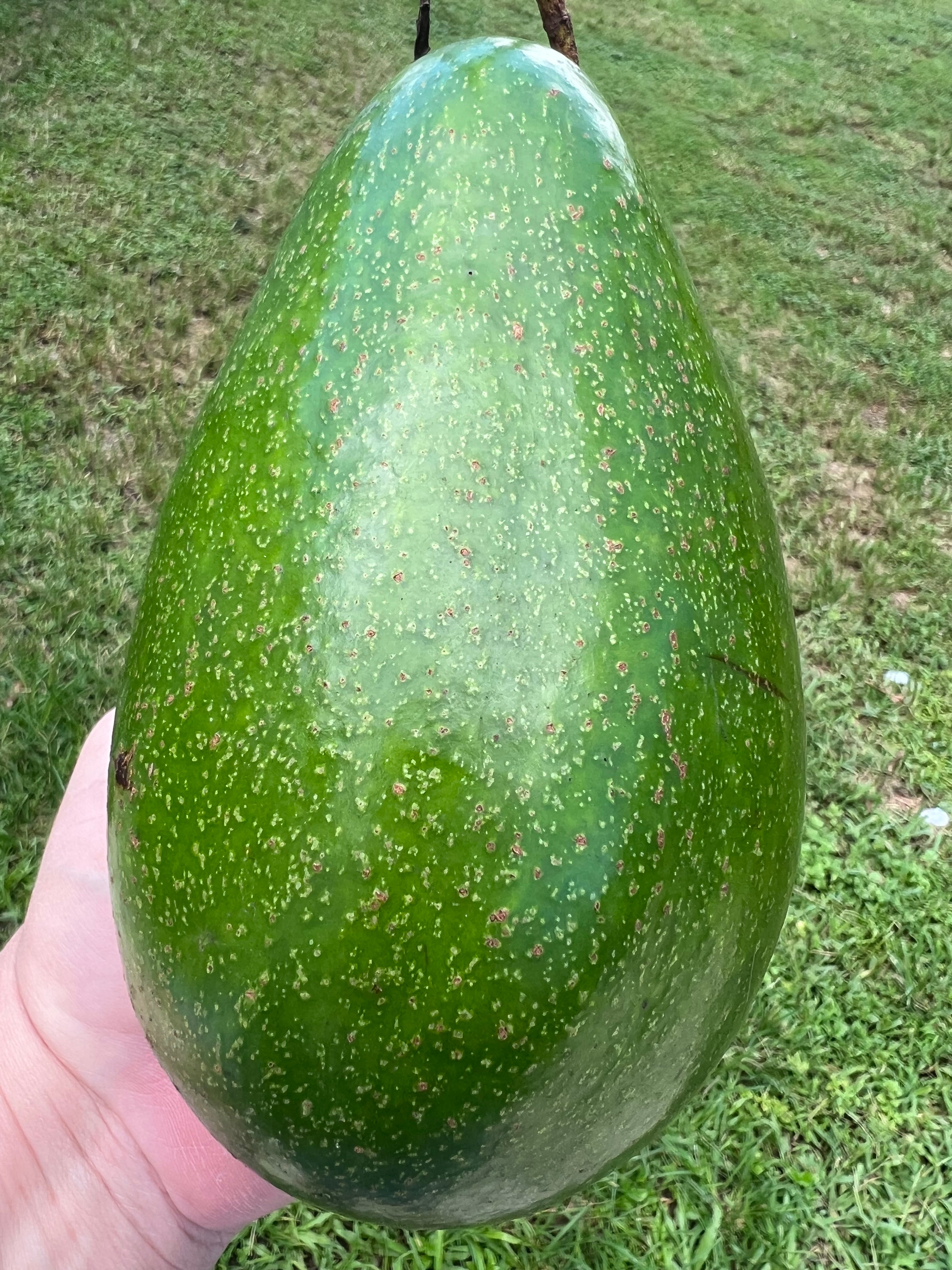 Avocado - Seasonal Mix Box (Jul-Jan) – JamyMango