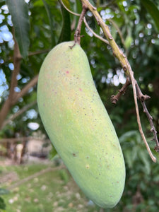 Mango - Mahachanok