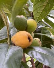 Load image into Gallery viewer, Loquat - Golden Nugget