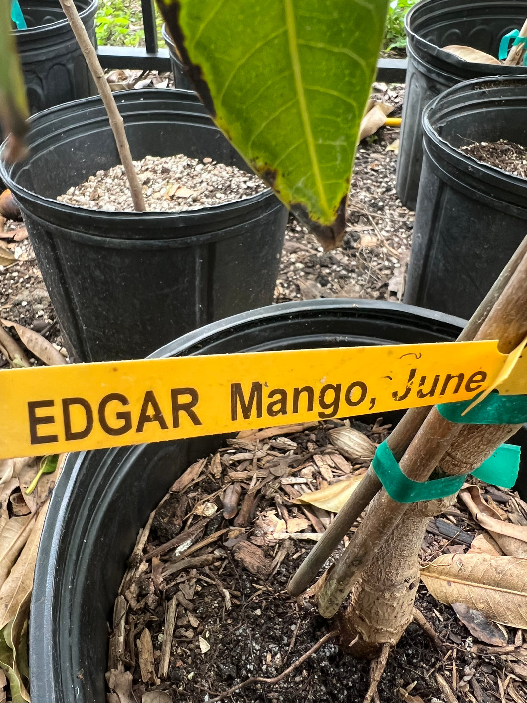 Mango - EDGAR MANGO – JamyMango
