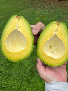 Avocado - Simmonds (Jun-Aug)