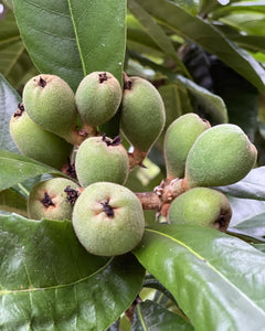 Loquat - Golden Nugget