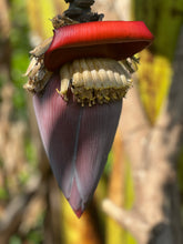 Load image into Gallery viewer, Banana - Flower