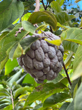 Load image into Gallery viewer, Sugar Apple - Purple and Green mixed