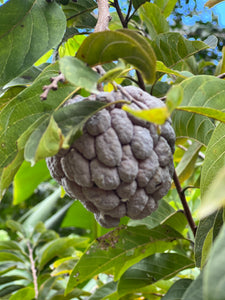 Sugar Apple - Purple and Green mixed