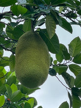 Load image into Gallery viewer, Jackfruit - Crunchy