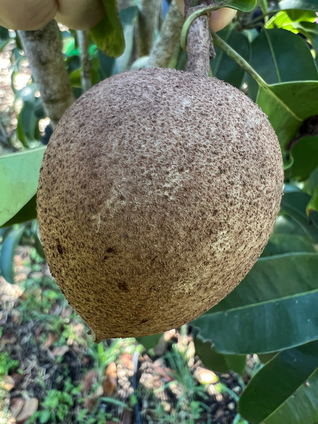 Sapodilla - Morena