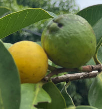 Load image into Gallery viewer, Guava - Lemon