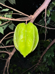 Star Fruit - Green Kari (Aug-Dec)