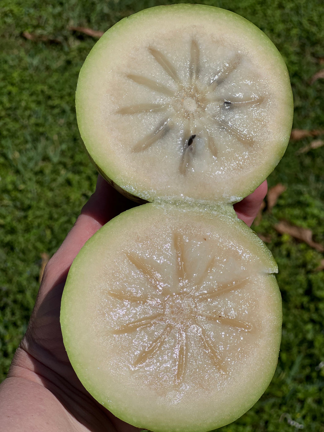 Caimito/Milk Fruit/Star Apple - Green (Apr-May)