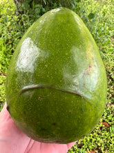 Load image into Gallery viewer, Avocado - Simmonds (Jun-Aug)