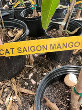 Load image into Gallery viewer, Mango - CAT SAIGON (PRE-SALE)