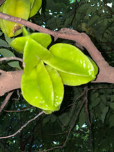 Load image into Gallery viewer, Star Fruit - Green Kari (Aug-Dec)