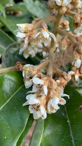 Loquat - Golden Nugget