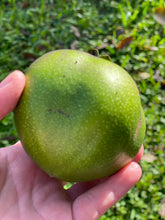 Load image into Gallery viewer, Black Sapote (Dec-Feb)