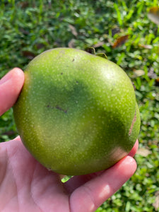 Black Sapote (Dec-Feb)