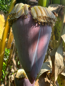 Banana - Flower