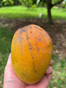 Mango - Glenn