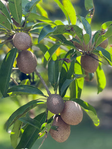 Sapodilla - Alano