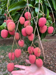 Lychee - Mauritius (May-Jun)